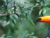TocoToucan.jpg
