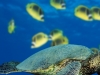 GreenSeaTurtle.jpg
