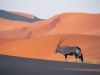 OryxAntelope.jpg