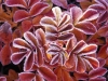 WinterLeaves.jpg