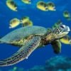 GreenSeaTurtlesquare.jpg