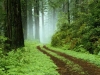 Forest.jpg