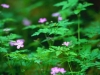 ForestFlowers.jpg