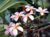 FrangipaniFlowers.jpg