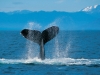 HumpbackWhale.jpg