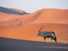 OryxAntelope.jpg