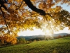 AutumnLeaves.jpg