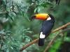 TocoToucan.jpg