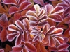 WinterLeaves.jpg