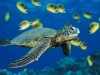 GreenSeaTurtle.jpg