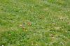DSC_11492906.JPG