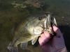 GCC Fish.jpg