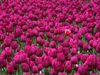 GCC Tulip.jpg