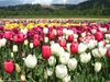 GCC_tulip_field_2007.jpg