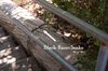 Black Racer Snake ID.jpg