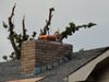 Joplin 020.jpg