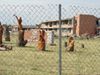 Joplin 038.jpg