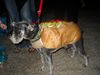Tailgate Trick-or-Treat 2011 091.jpg