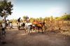 An ox-driven cart passes through the village of Namkuyu in the region of Phlombe.