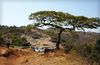Snoya Liwonde (left) walks near a scenic tree, perched above a waterfall in the region of Ntcheu.
