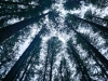 trees0425.JPG